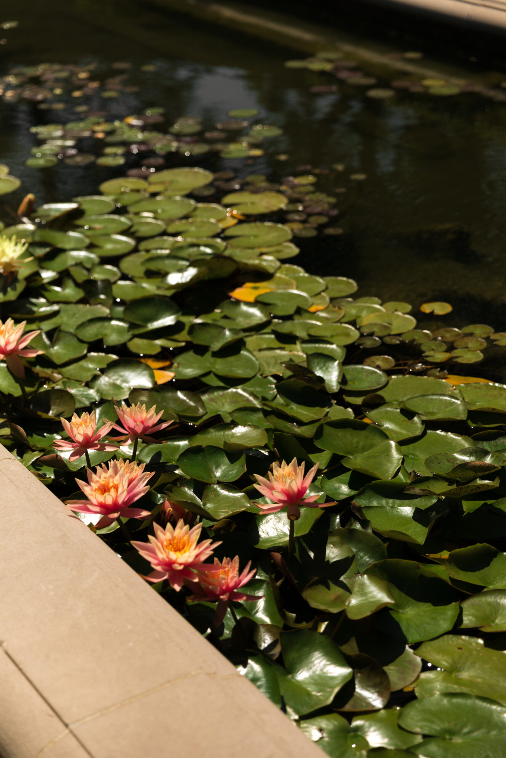 water lilies in reflecting pond at Greystone Mansion